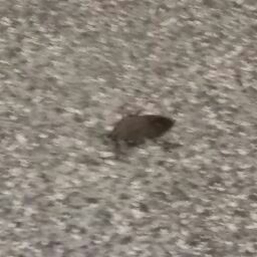 Meet your Posher, Paul